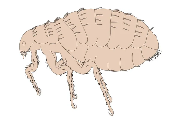 2d ilustración de dibujos animados de pulgas — Foto de Stock
