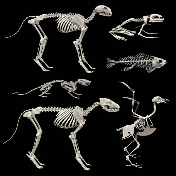 Ρεαλιστική 3d καθιστούν των σκελετών των ζώων — Φωτογραφία Αρχείου