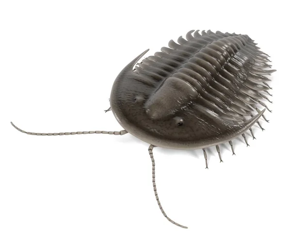 Rendu 3d réaliste de trilobite — Photo