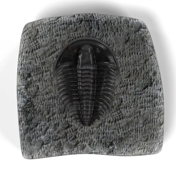 Trilobite gerçekçi 3d render — Stok fotoğraf