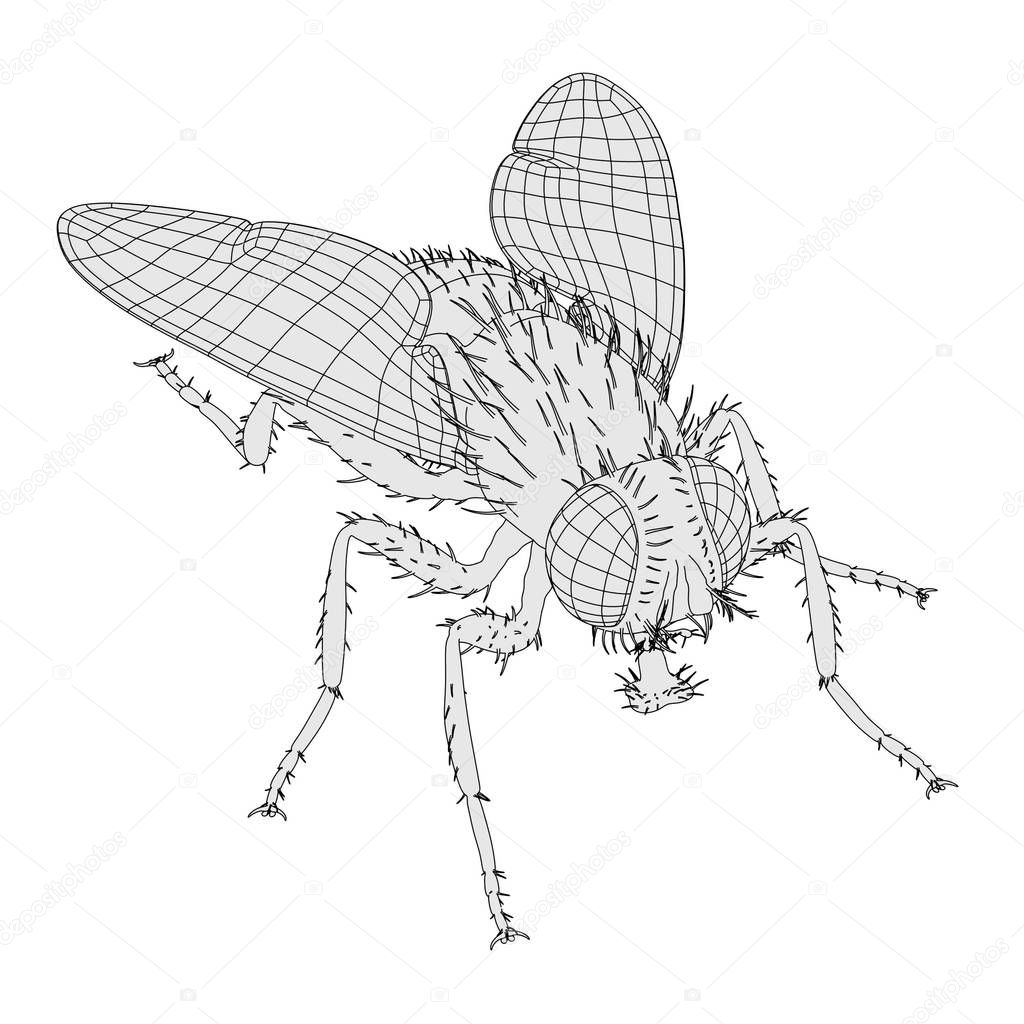 2d cartoon illustration of musca domestica