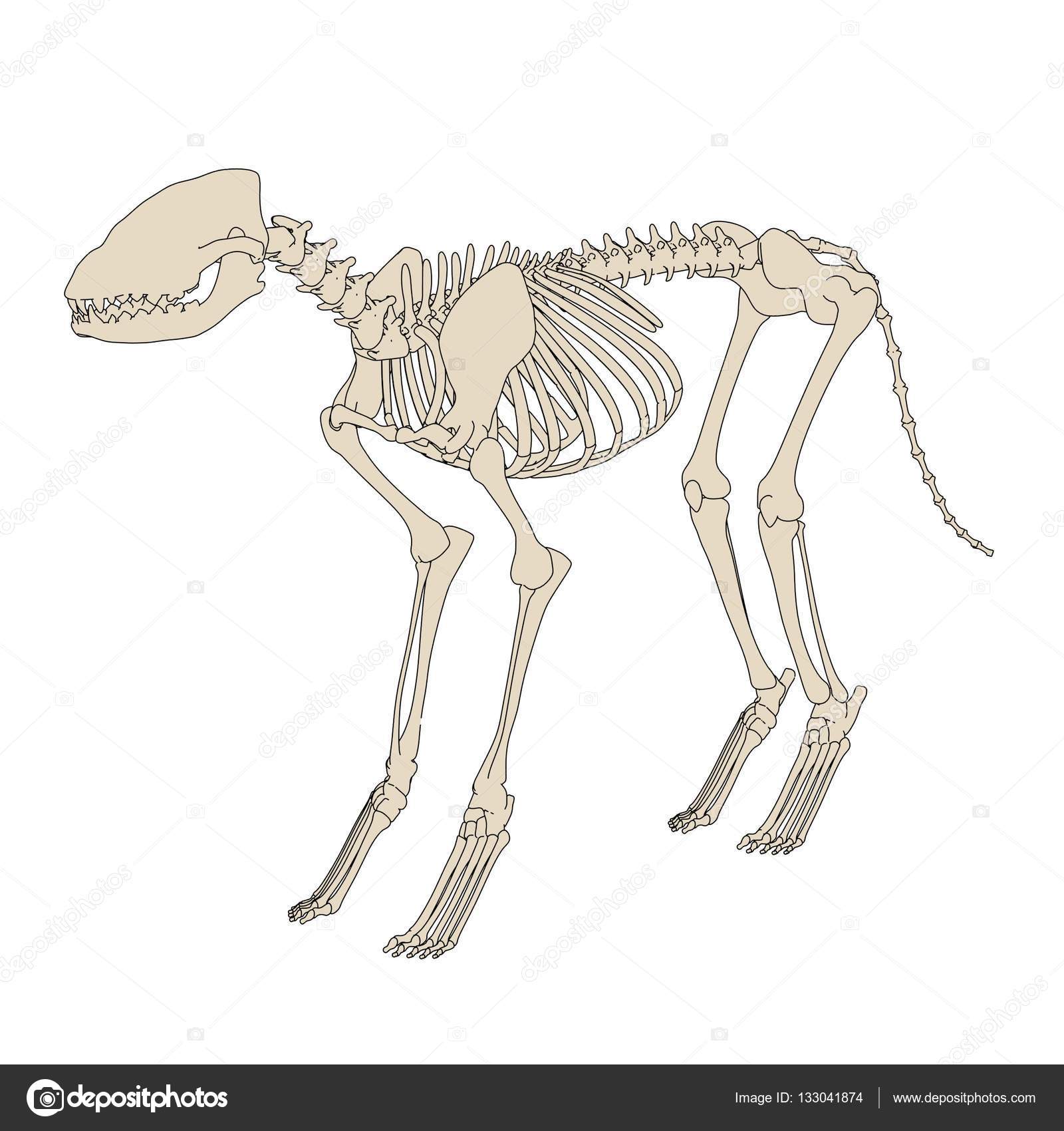 2d Cartoon Illustration Of Canine Skeleton Stock Photo Image By C 3drenderings 133041874