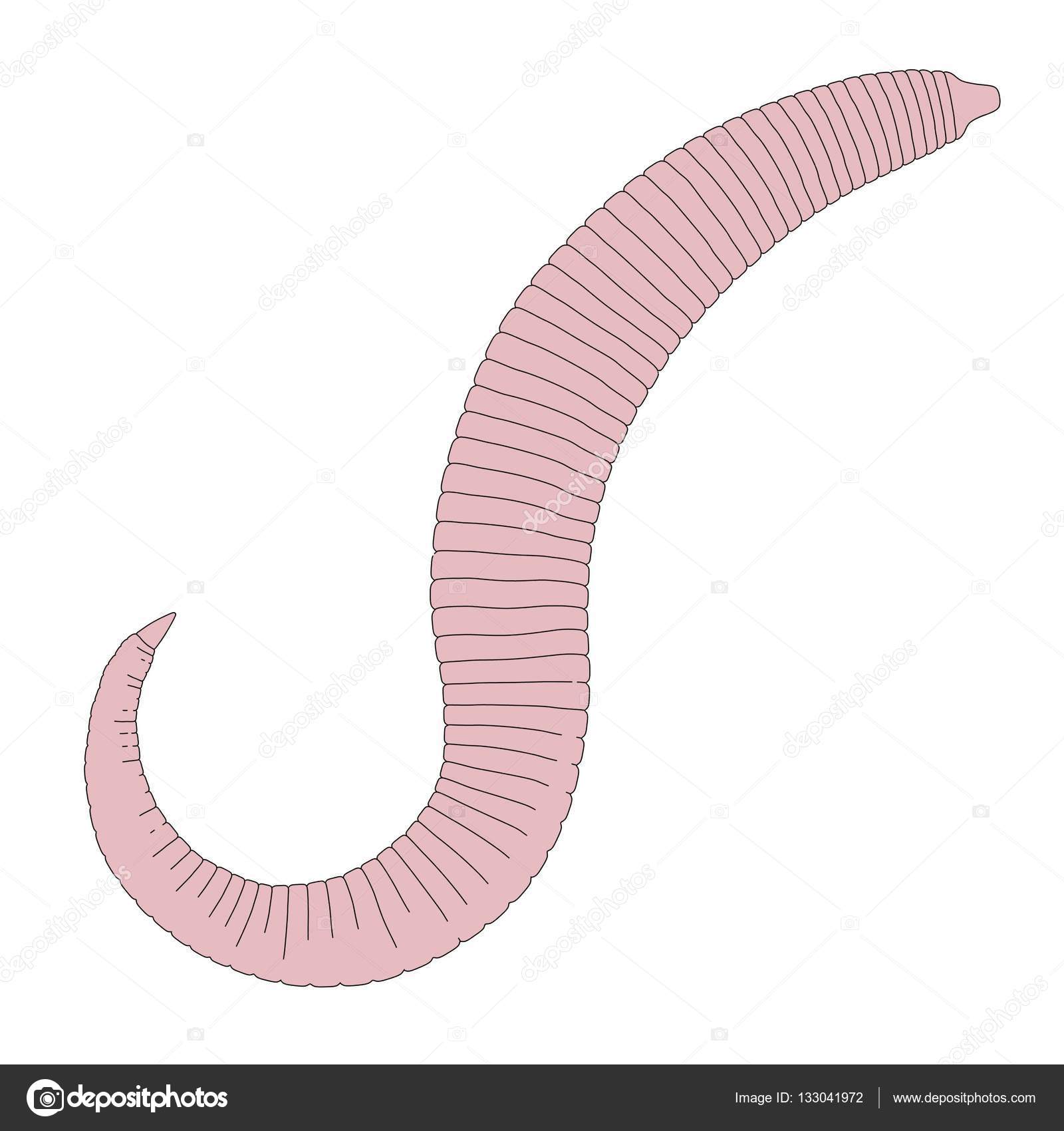 lakhat e egy pinworm