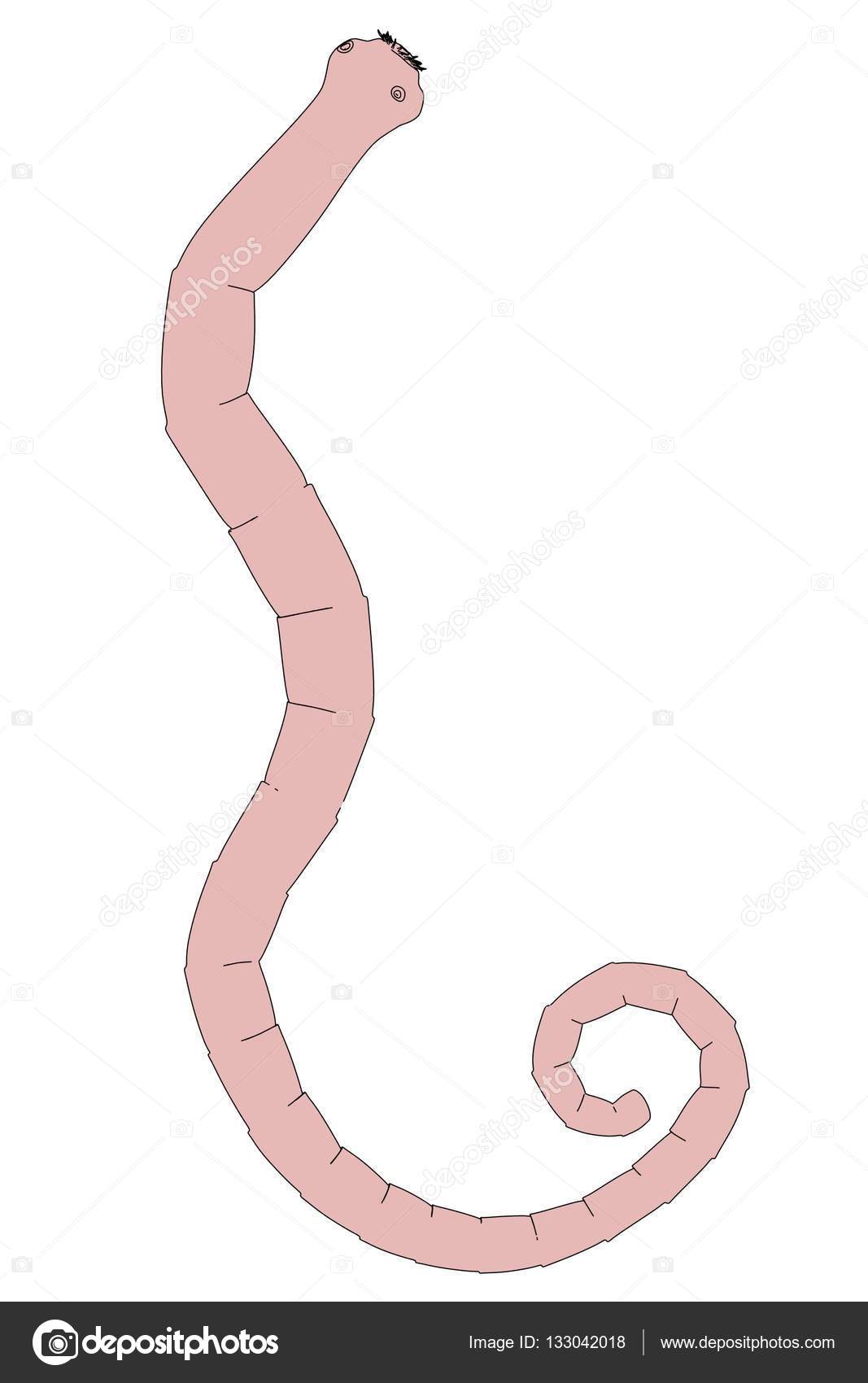 2d cartoon illustration of tapeworm Stock Photo by ©3drenderings 133042018