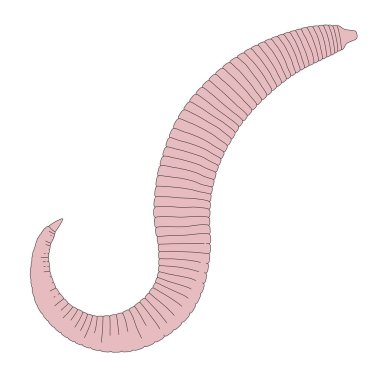2d cartoon illustration of pinworm clipart