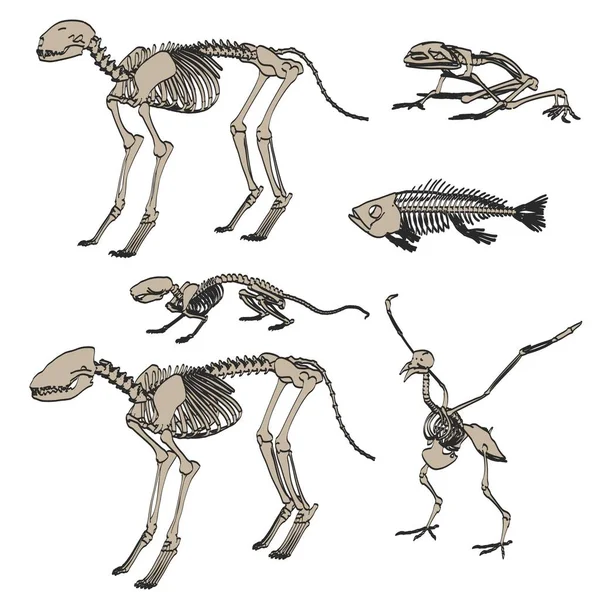 2d ilustración de dibujos animados de esqueletos de animales —  Fotos de Stock