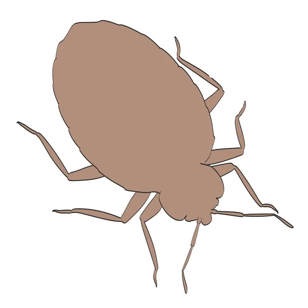 2d cartoon illustration of bedbug — Stock Photo, Image