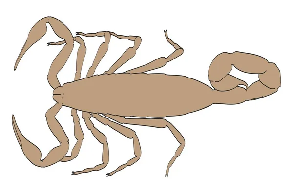 Illustrazione 2d cartone animato di scorpione — Foto Stock
