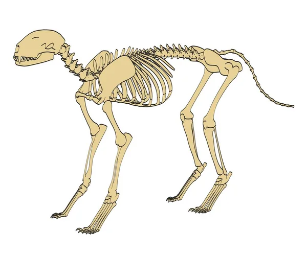 2D tecknad illustration av felint skelett — Stockfoto