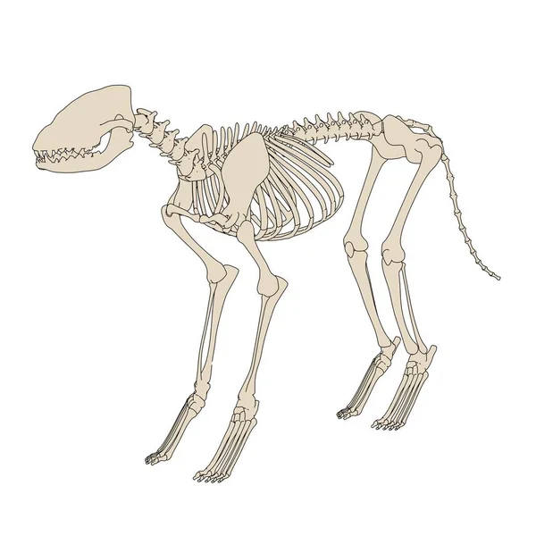2D illustratie van de tekenfilm van canine skelet — Stockfoto