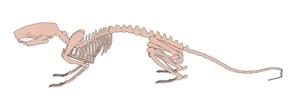 2D καρτούν εικονογράφηση σκελετό αρουραίων — Φωτογραφία Αρχείου