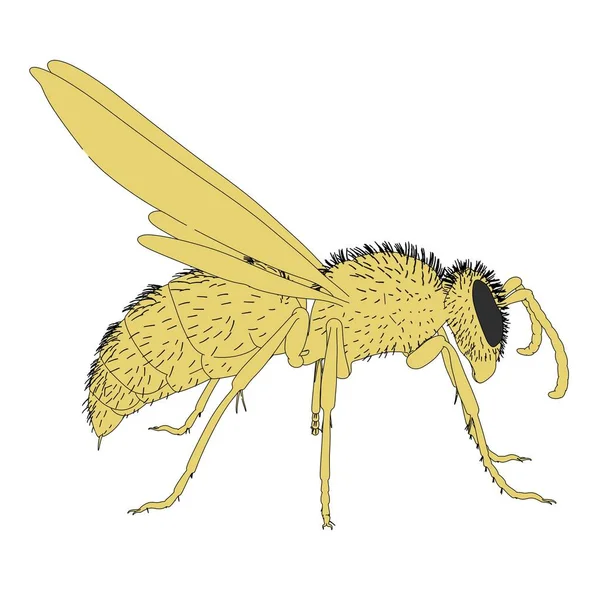 シダクロスズメバチ尋常性の漫画イラスト — ストック写真