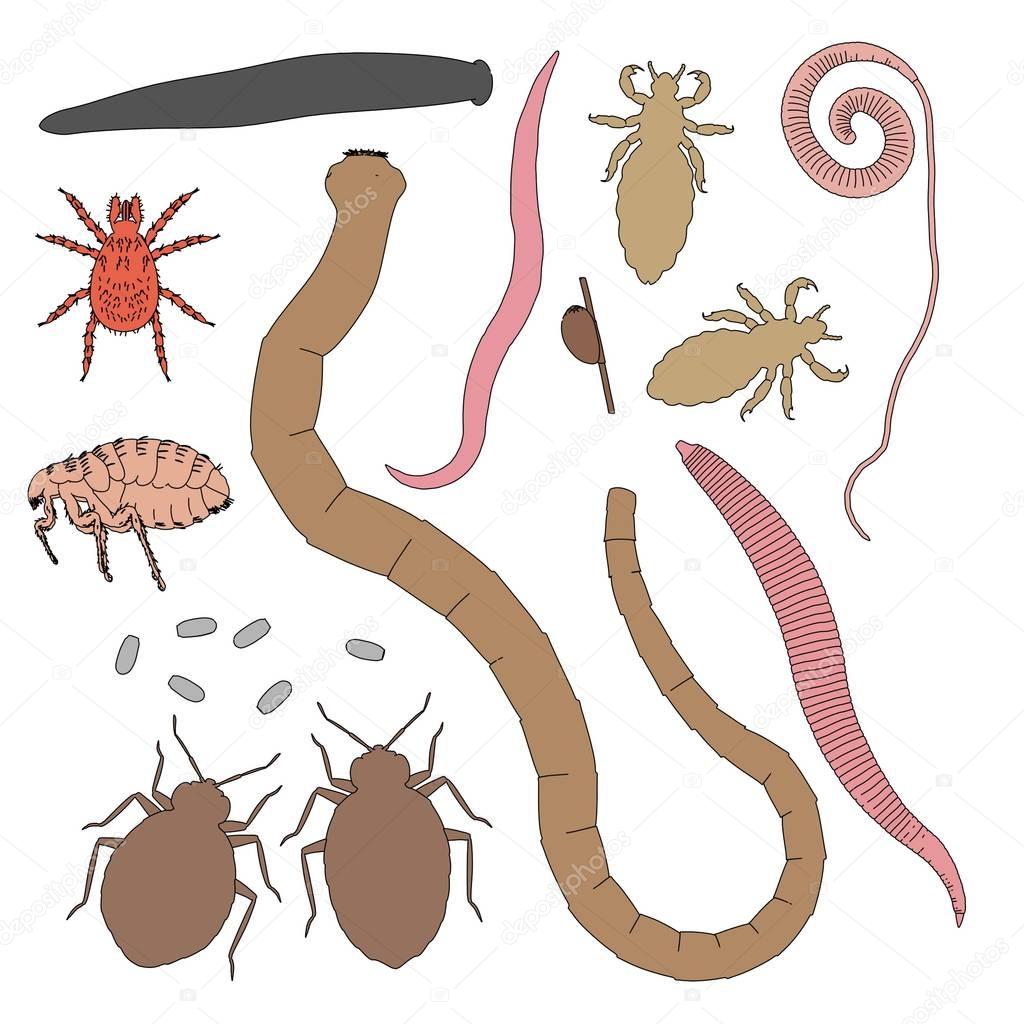 cartoon illustration of human parasites