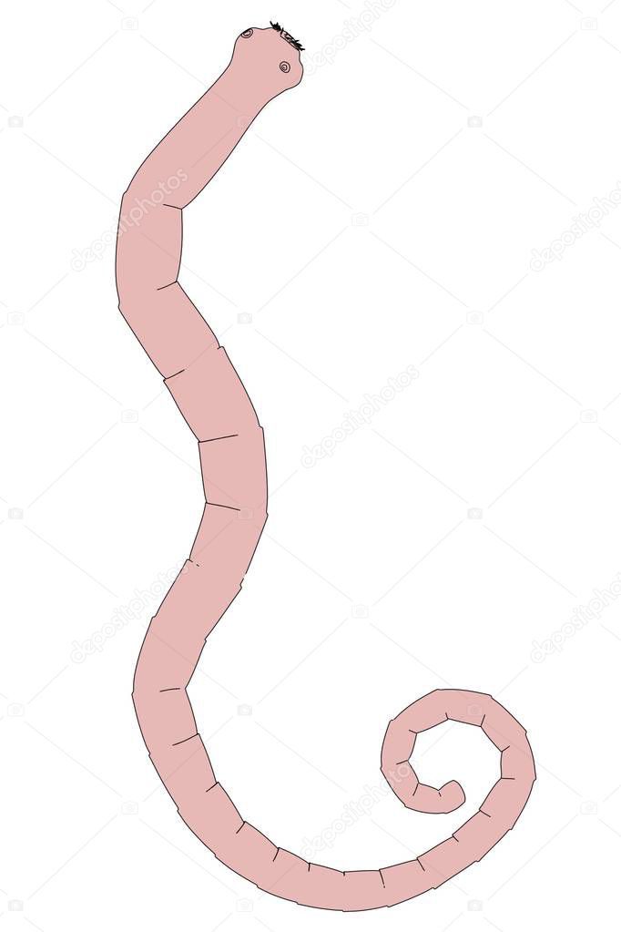 2d cartoon illustration of tapeworm