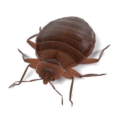 Tahtakurusu gerçekçi 3d render