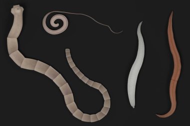 sindirim parazitler ve gerçekçi 3d render