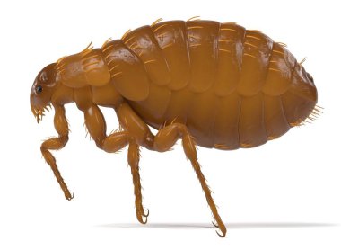 벼룩의 현실적인 3d 렌더링