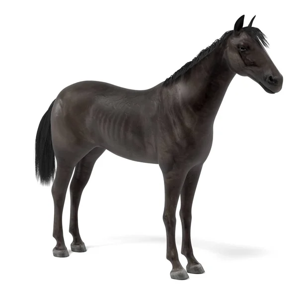 Реалистичное трехмерное изображение черной лошади — стоковое фото