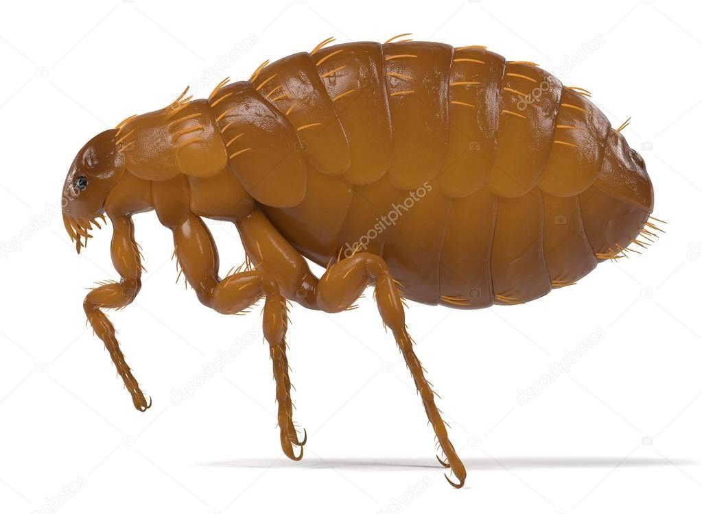 realistic 3d render of flea