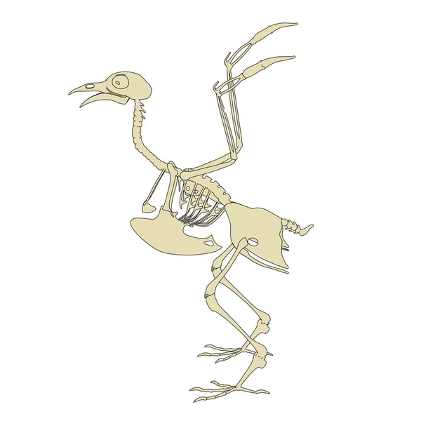 2d cartoon illustration of pigeon skeleton