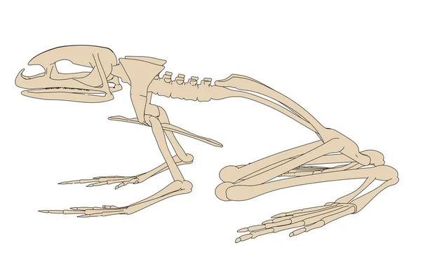 2d карикатура на скелет жабы — стоковое фото