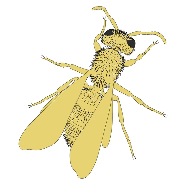 シダクロスズメバチ尋常性の 2次元の漫画イラスト — ストック写真