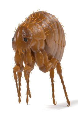 벼룩의 현실적인 3d 렌더링