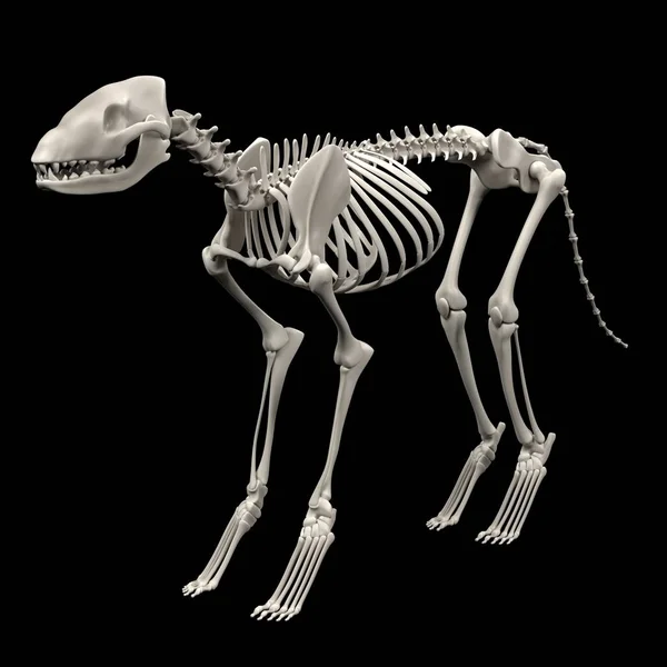 Renderização 3d realista do esqueleto do cão — Fotografia de Stock