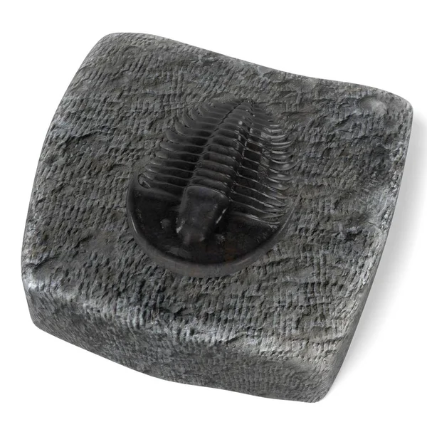 Trilobite gerçekçi 3d render — Stok fotoğraf