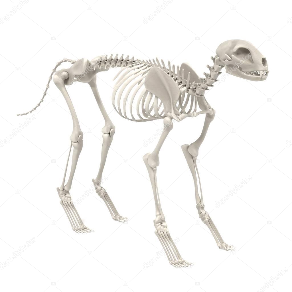 realistic 3d render of cat skeleton