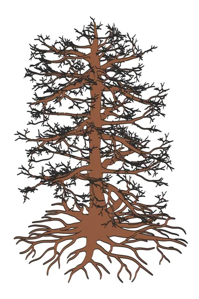 2D cartoon illustratie van eikenhout — Stockfoto