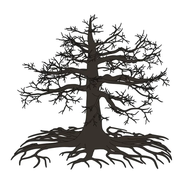 2d cartoon illustration of oak — Stock Photo, Image