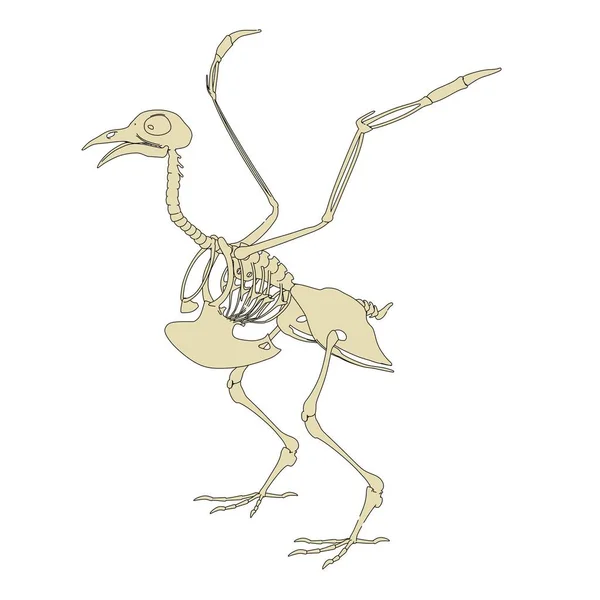 Illustrazione del cartone animato 2d dello scheletro del piccione — Foto Stock