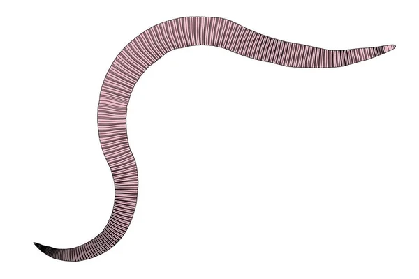 2d cartoon illustration of roundworm — Stock Photo, Image