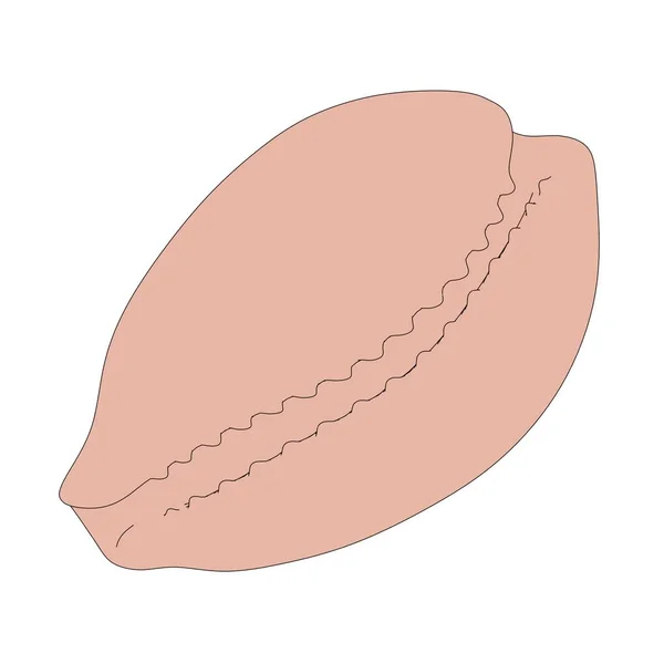 2d cartoon illustration of shell — Stock Photo, Image