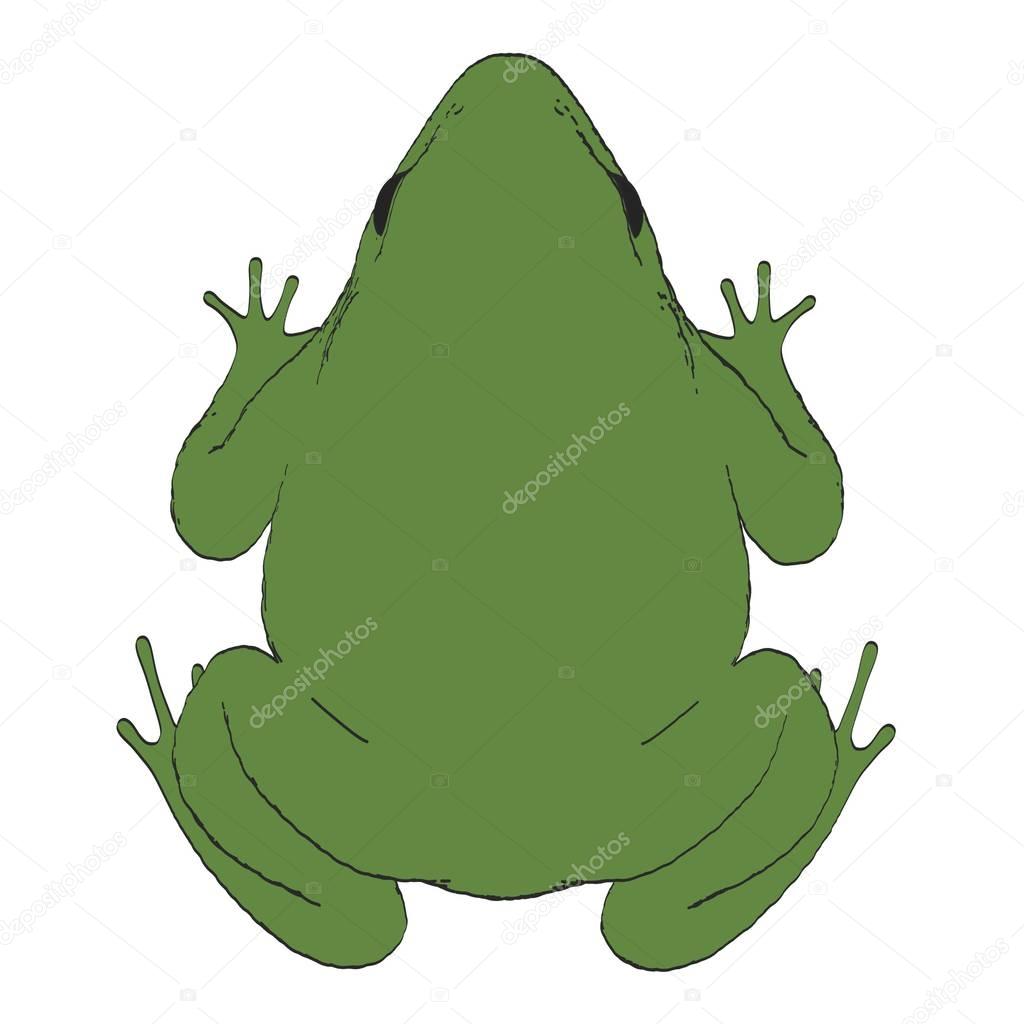 2d ilustración de dibujos animados de bufo bufo 2024