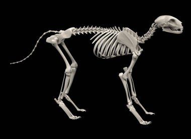 kedi iskeletin gerçekçi 3d render