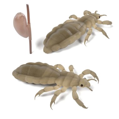 realistic 3d render of lice set clipart