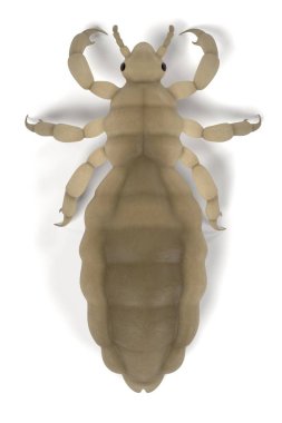 realistic 3d render of louse clipart