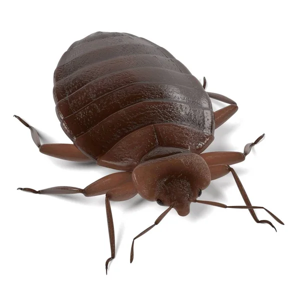 Realistic 3d render of bedbug — Stock Photo, Image