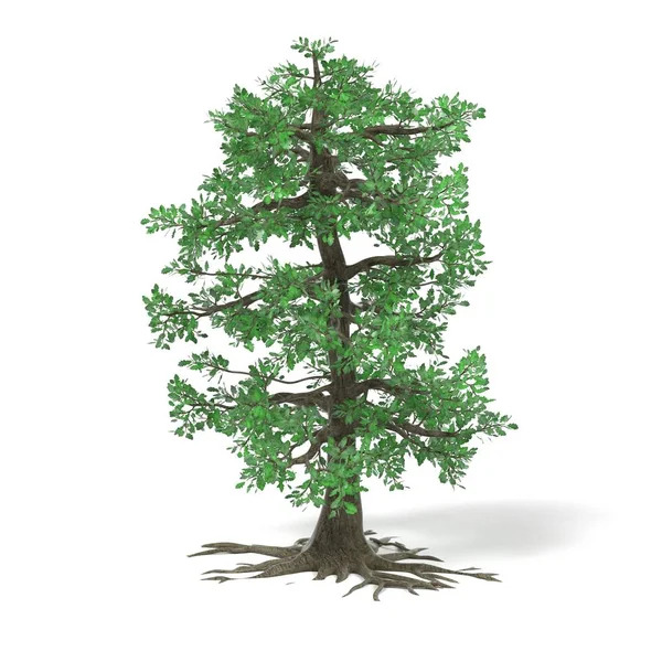 Realistic 3d render of oak tree — Stock Photo, Image