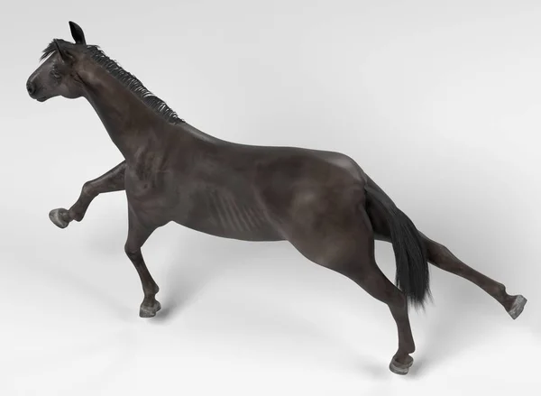 Renderização 3d realista de cavalo preto — Fotografia de Stock