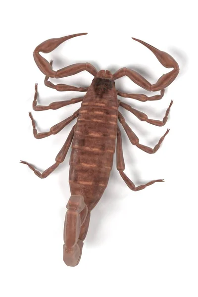 Realistic 3d render of centruroides vittatus — Stock Photo, Image