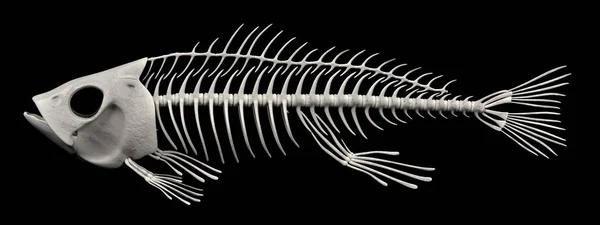 realistic 3d render of fish skeleton