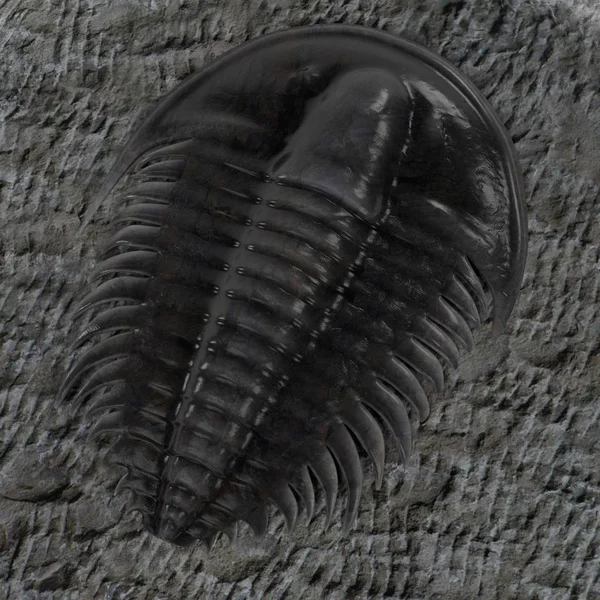 Ρεαλιστική 3d καθιστούν trilobite — Φωτογραφία Αρχείου