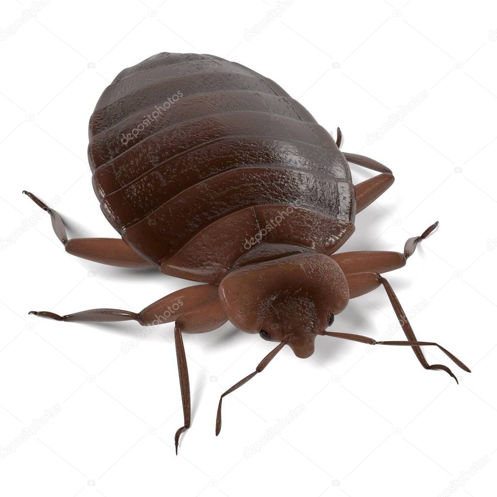 realistic 3d render of bedbug