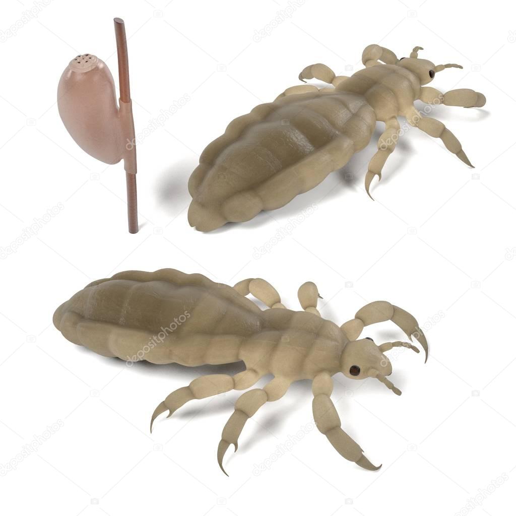realistic 3d render of lice set