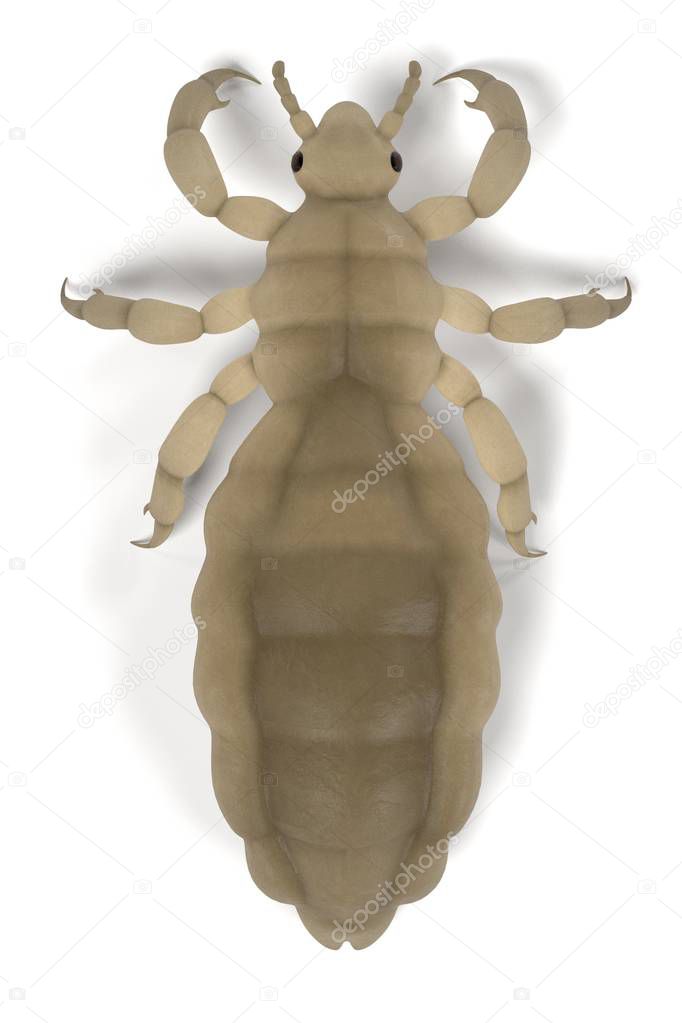 realistic 3d render of louse
