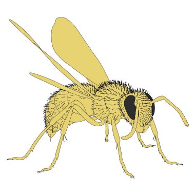 2B çizgi film gösterimi vespula vulgaris