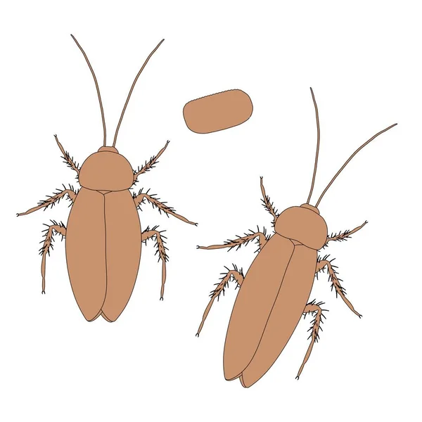 2d cartoon illustration of cockroach — Stock Photo, Image